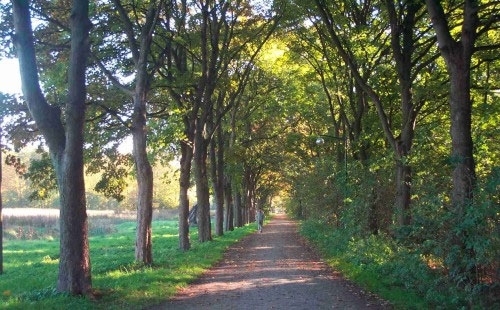 Stadtpark Allee